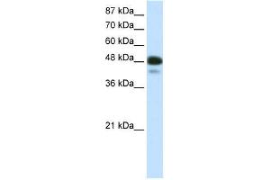 r-NEUROD2; WB Suggested Anti-NEUROD2 Antibody Titration: 0. (NEUROD2 antibody  (N-Term))