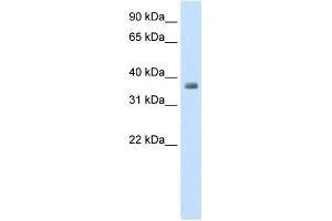 WB Suggested Anti-ZFP36 Antibody Titration:  0. (ZFP36 antibody  (N-Term))