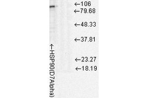 Western Blot analysis of Rat cell lysates showing detection of Hsp90 protein using Mouse Anti-Hsp90 Monoclonal Antibody, Clone D7Alpha . (HSP90 antibody  (APC))