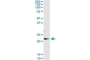 Immunoprecipitation of CLDN14 transfected lysate using anti-CLDN14 monoclonal antibody and Protein A Magnetic Bead , and immunoblotted with CLDN14 MaxPab rabbit polyclonal antibody. (CLDN14 antibody  (AA 29-81))