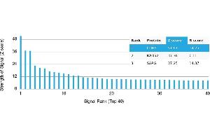 Protein Array (PAr) image for anti-Cadherin 5 (CDH5) antibody (ABIN7456153) (Cadherin 5 antibody)