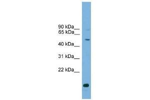 ATG4C antibody used at 0. (ATG4C antibody  (Middle Region))