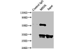 Immunoprecipitating MIOX in Mouse kidney tissue Lane 1: Rabbit control IgG instead of ABIN7156306 in Mouse kidney tissue. (MIOX antibody  (AA 1-285))