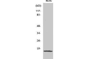 Western Blotting (WB) image for anti-Ribosomal Protein L26-Like 1 (RPL26L1) (C-Term) antibody (ABIN3186773) (RPL26L1 antibody  (C-Term))