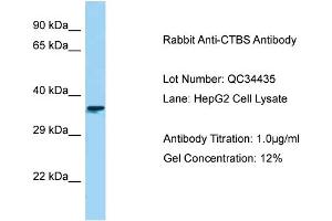 Host: Rabbit Target Name: CTBS Sample Type: HepG2 Antibody Dilution: 1. (CTBS antibody  (C-Term))