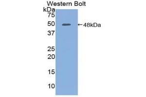 Detection of Recombinant PCPE1, Human using Polyclonal Antibody to Procollagen C-Endopeptidase Enhancer (PCOLCE) (PCOLCE antibody  (AA 38-449))