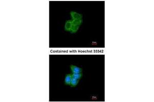 Immunofluorescence (IF) image for anti-Prolyl 4-Hydroxylase, beta Polypeptide (P4HB) antibody (ABIN2855054)