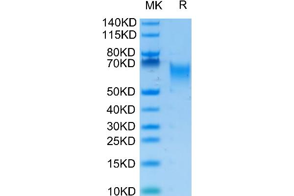 ICOSLG Protein (His-Avi Tag,Biotin)