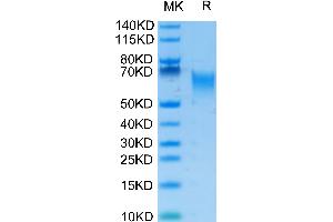Biotinylated Human B7-H2 on Tris-Bis PAGE under reduced condition. (ICOSLG Protein (His-Avi Tag,Biotin))
