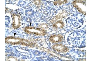 CHRND antibody was used for immunohistochemistry at a concentration of 4-8 ug/ml to stain Epithelial cells of renal tubule (arrows) in Human Kidney. (CHRND antibody  (N-Term))