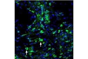 Expression of ASIC3 in mouse dorsal raphe nucleus - Immunohistochemical staining of perfusion-fixed frozen mouse brain sections using Guinea pig Anti-ASIC3 Antibody (ABIN7042916, ABIN7045408 and ABIN7045409), (1:200), followed by goat-anti-guinea pig-AlexaFluor-488 secondary antibody. (ASIC3 antibody  (Intracellular))