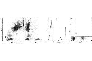Image no. 1 for anti-CD19 Molecule (CD19) antibody (PerCP) (ABIN1105978) (CD19 antibody  (PerCP))