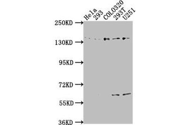 ERC1 antibody  (AA 1-224)