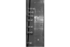 Western Blot of Goat anti-Fibrinogen antibody. (FGA antibody  (Biotin))