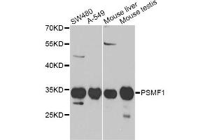 Western blot analysis of extracts of various cell lines, using PSMF1 Antibody (ABIN1876734) at 1:1000 dilution. (PSMF1 antibody)