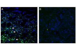 Expression of Frizzled-3 in mouse striatum. (FZD3 antibody  (C-Term, Extracellular))