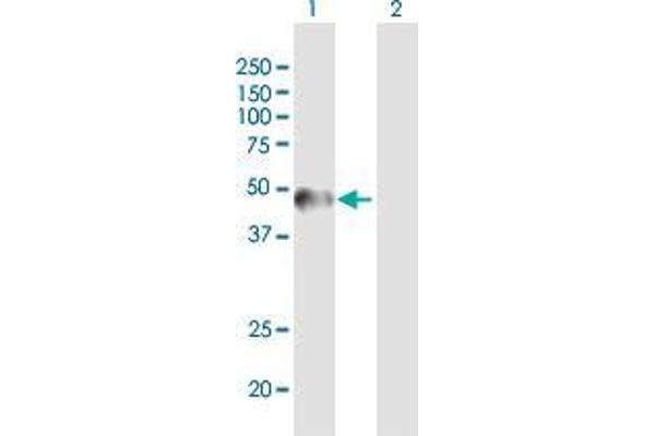 ZNF684 antibody  (AA 1-378)