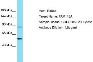 Host: Rabbit Target Name: FAM115A Sample Tissue: Human COLO205 Whole Cell Antibody Dilution: 1ug/ml (FAM115A antibody  (C-Term))