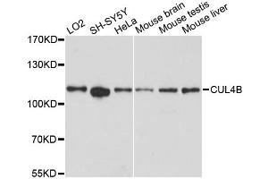Western blot analysis of extracts of various cell lines, using CUL4B antibody. (Cullin 4B antibody)