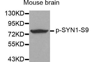 Western Blotting (WB) image for anti-Synapsin I (SYN1) (pSer9) antibody (ABIN1870663) (SYN1 antibody  (pSer9))