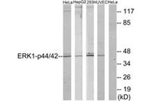 Western blot analysis of extracts from HeLa/HepG2/293/HuvEc, using p44/42 MAP Kinase (Ab-204) Antibody. (ERK1/2 antibody  (AA 170-219))