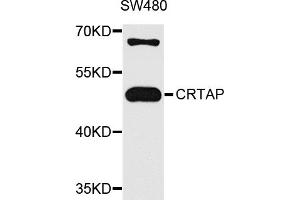 Western blot analysis of extracts of SW480 cells, using CRTAP antibody. (CRTAP antibody)