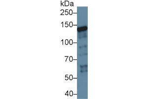 Western Blot; Sample: Human K562 cell lysate; Primary Ab: 1µg/ml Rabbit Anti-Rat XPC Antibody Second Ab: 0.