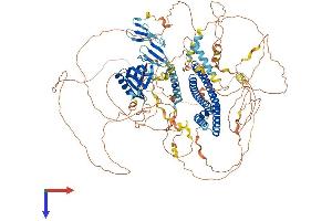 Pleckstrin Homology Domain Containing, Family A Member 7 (PLEKHA7) (AA 1-1121) protein (His tag)