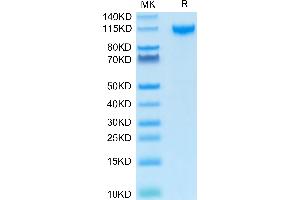 IL27 Receptor alpha Protein (AA 34-516) (Fc Tag)