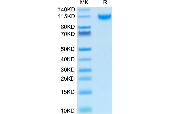 IL27 Receptor alpha Protein (AA 34-516) (Fc Tag)