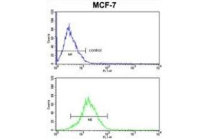 Flow Cytometry (FACS) image for anti-Keratin 13 (KRT13) antibody (ABIN3002761) (Cytokeratin 13 antibody)