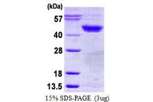 Image no. 1 for Casein Kinase 2 alpha 1 (CSNK2A1) protein (His tag) (ABIN1098592) (CSNK2A1/CK II alpha Protein (His tag))