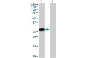 Western Blot analysis of PEF1 expression in transfected 293T cell line by PEF1 MaxPab polyclonal antibody. (PEF1 antibody  (AA 1-284))