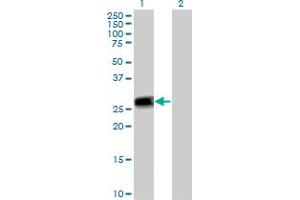 Western Blot analysis of PEF1 expression in transfected 293T cell line by PEF1 MaxPab polyclonal antibody.