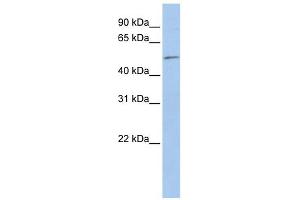 EIF5 antibody used at 1 ug/ml to detect target protein.