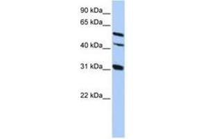 Image no. 1 for anti-Gap Junction Protein, alpha 8, 50kDa (GJA8) (AA 359-408) antibody (ABIN6742702) (GJA8 antibody  (AA 359-408))