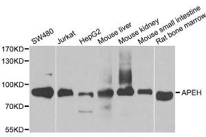 Western blot analysis of extracts of various cell lines, using APEH antibody. (APEH antibody)