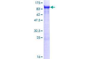 TXNDC3/NME8 Protein (AA 1-588) (GST tag)