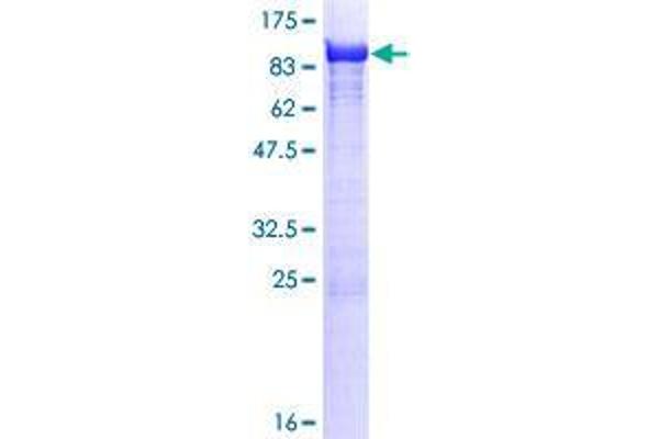 TXNDC3/NME8 Protein (AA 1-588) (GST tag)