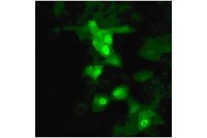 Hemagglutinin antibody  (AA 9-28)