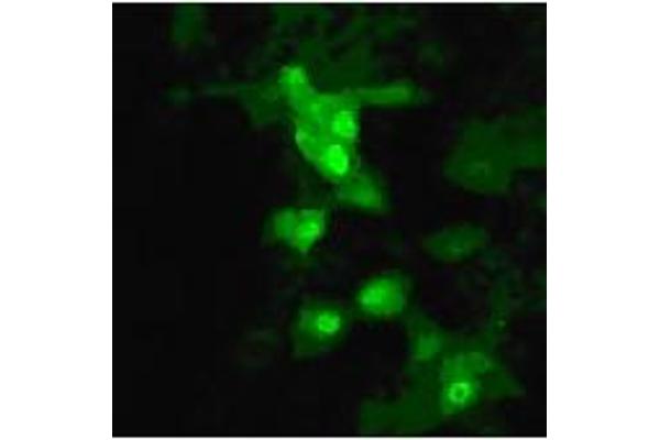 Hemagglutinin antibody  (AA 9-28)