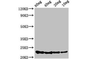 Western Blot Positive WB detected in Recombinant protein All lanes: csrA antibody at 3. (CsrA (AA 1-61) antibody)