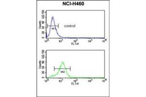 Flow cytometric analysis of NCI-H460 cells using ESRRB Antibody  (bottom histogram) compared to a negative control cell (top histogram). (ESRRB antibody  (Middle Region))