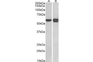 ABIN2564588 (0. (PLRG1 antibody  (C-Term))