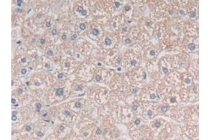 DAB staining on IHC-P; Samples: Human Liver Tissue (MIB2 antibody  (AA 687-930))
