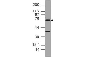 Image no. 1 for anti-NLR Family, Pyrin Domain Containing 10 (NLRP10) (AA 450-650) antibody (ABIN5027380) (NLRP10 antibody  (AA 450-650))