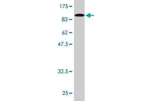 Western Blotting (WB) image for anti-Nuclear Receptor Subfamily 1, Group D, Member 1 (NR1D1) (AA 1-614) antibody (ABIN523050)