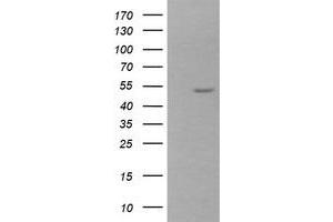 Image no. 1 for anti-Zinc Finger and SCAN Domain Containing 21 (Zscan21) antibody (ABIN1501866) (ZSCAN21 antibody)