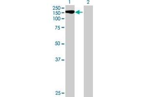 STK11IP antibody  (AA 1-1099)