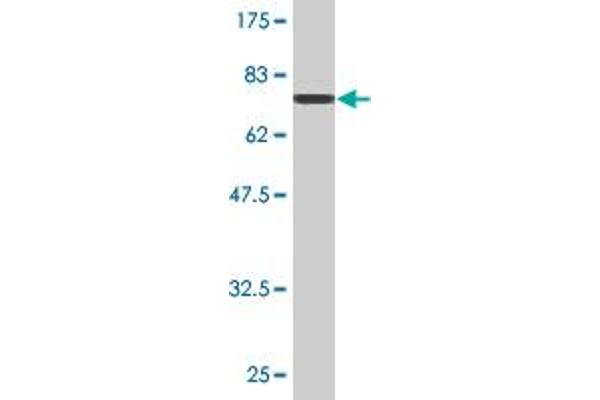 STK24 antibody  (AA 1-431)